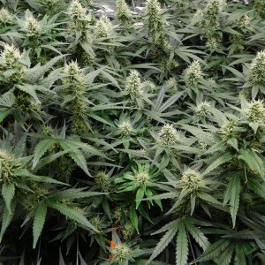 AG Day 33 Flower (5).JPG