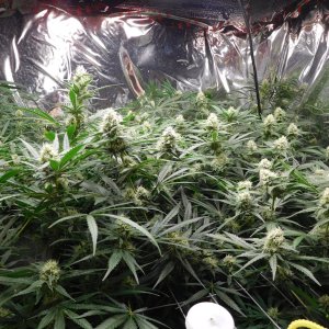 FDOG Day 34 Flower (1).JPG