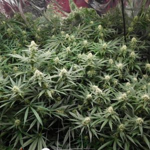 FDOG Day 34 Flower (2).JPG