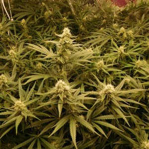 FDOG Day 34 Flower (3).JPG