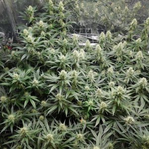 AG Day 35 Flower (3).JPG