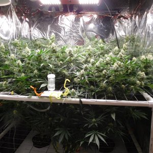 FDOG Day 35 Flower (1).JPG