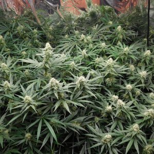 FDOG Day 35 Flower (3).JPG