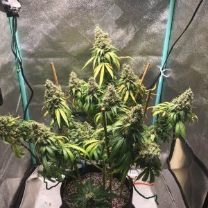 GM clone 5-25-23 F76.jpg