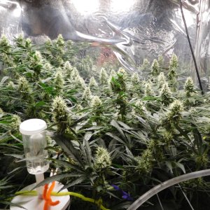 AG Day 36 Flower (2).JPG