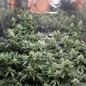 AG Day 36 Flower (3).JPG