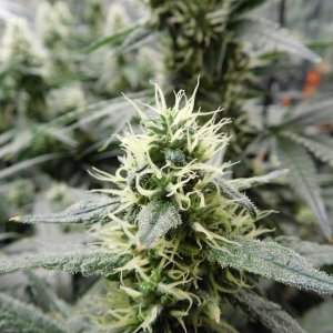 AG Day 36 Flower (5).JPG