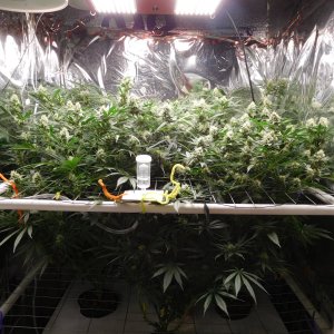 FDOG Day 36 Flower (1).JPG