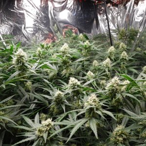 FDOG Day 36 Flower (2).JPG