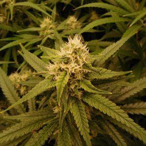 FDOG Day 36 Flower (4).JPG