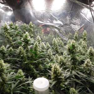 AG Day 37 Flower (3).JPG