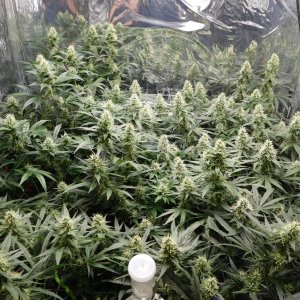 AG Day 37 Flower (4).JPG