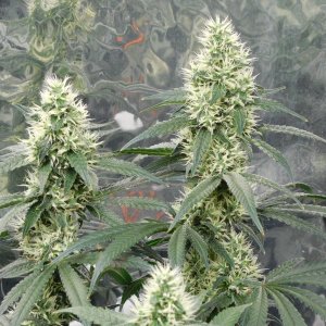 AG Day 37 Flower (5).JPG