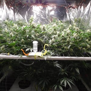 FDOG Day 37 Flower (1).JPG