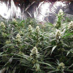 FDOG Day 38 Flower (2).JPG