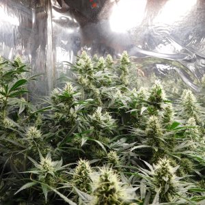 AG Day 38 Flower (2).JPG