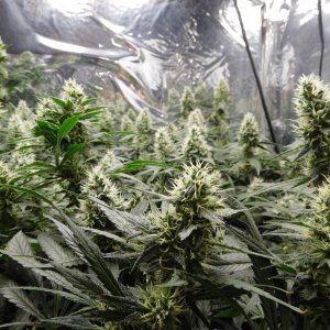 AG Day 38 Flower (3).JPG