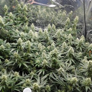 AG Day 38 Flower (4).JPG