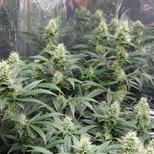 AG Day 38 Flower.JPG