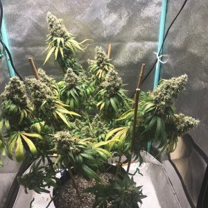 GM clone 5-29-23 F75.jpg