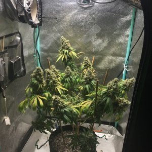 GM clone1 5-29-23 F75.jpg