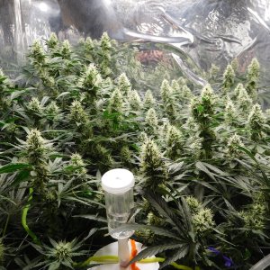 AG Day 39 Flower (2).JPG