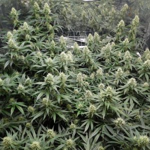 AG Day 39 Flower (3).JPG