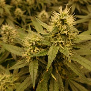 AG Day 39 Flower (4).JPG