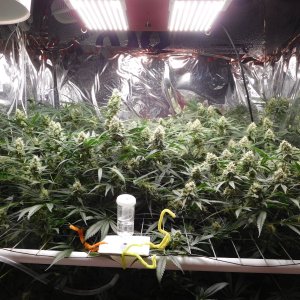 FDOG Day 40 Flower (1).JPG