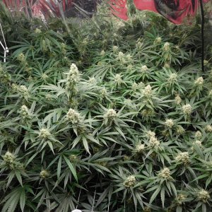 FDOG Day 40 Flower (2).JPG