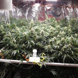 FDOG Day 41 Flower (1).JPG