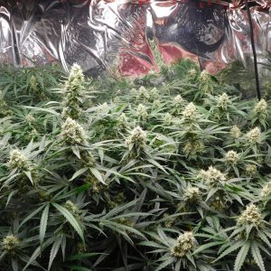 FDOG Day 41 Flower (2).JPG