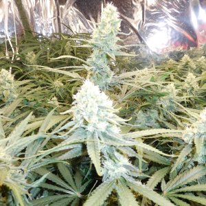 FDOG Day 41 Flower (3).JPG