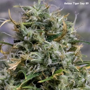 Day 89 Golden Tiger bud Crop 30 May 23.jpg