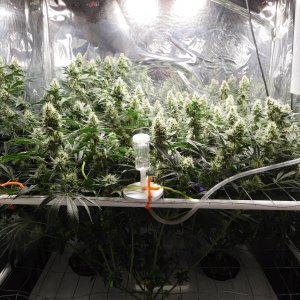 AG Day 42 Flower (1).JPG