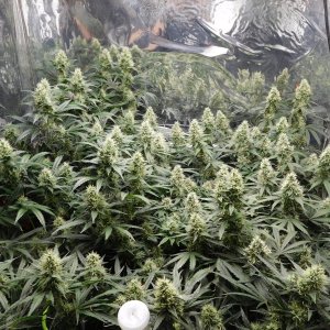 AG Day 42 Flower (2).JPG