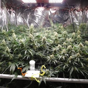 FDOG Day 42 Flower (1).JPG