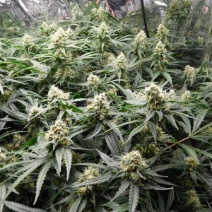 FDOG Day 42 Flower (2).JPG