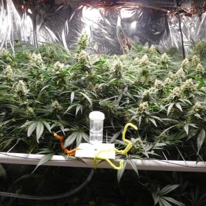 FDOG Day 43 Flower (1).JPG