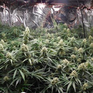 FDOG Day 43 Flower (2).JPG