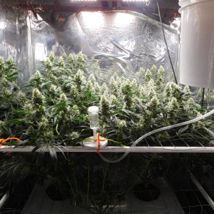 AG Day 43 Flower (1).JPG