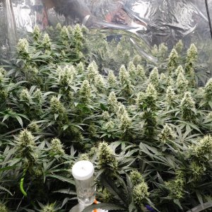 AG Day 43 Flower (2).JPG