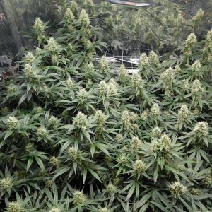 AG Day 43 Flower (3).JPG