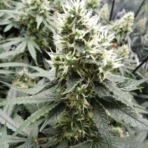 AG Day 43 Flower (6).JPG