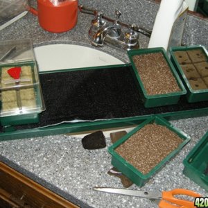 new wicking mat seedling tray