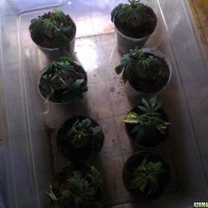 Nl_kk_cuttings