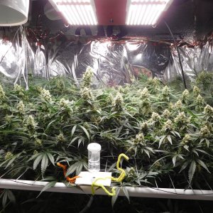 FDOG Day 44 Flower (1).JPG