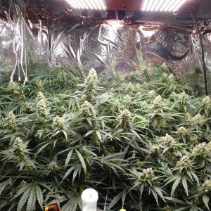 FDOG Day 44 Flower (2).JPG