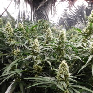 FDOG Day 44 Flower (4).JPG