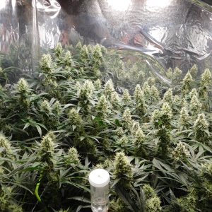 AG Day 44 Flower (2).JPG